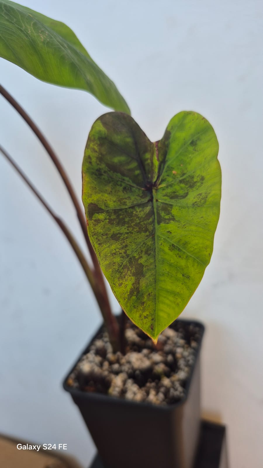 Colocasia Anatomy